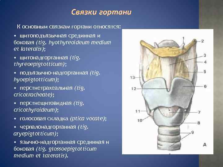 Связки гортани