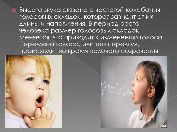  Высота звука связана с частотой колебания голосовых складок, которая зависит от их длины