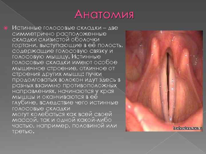 Анатомия Истинные голосовые складки – две симметрично расположенные складки слизистой оболочки гортани, выступающие в