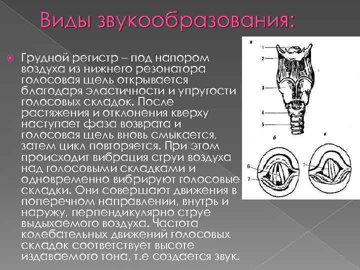 Виды звукообразования: Грудной регистр – под напором воздуха из нижнего резонатора голосовая щель открывается