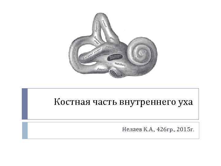 Костная часть внутреннего уха Нелаев К. А. , 426 гр. , 2015 г. 