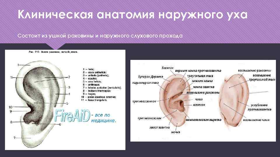 Ушные латынь. Строение наружного уха клиническая анатомия. Анатомическое строение ушной раковины. Ухо строение анатомия ушная раковина. Структура ушной раковины человека схема.