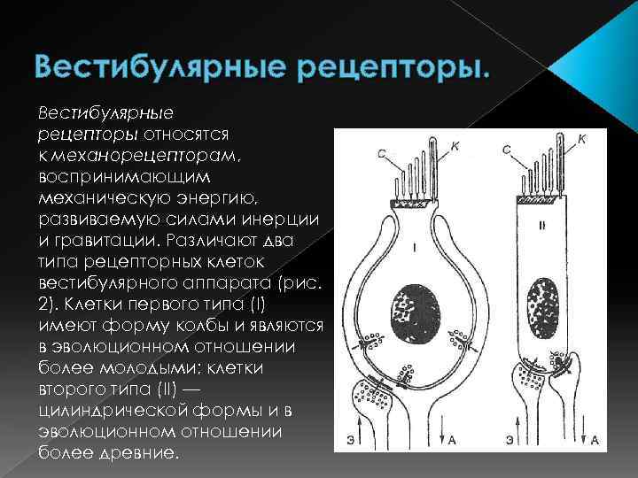 Механорецепторы желудка