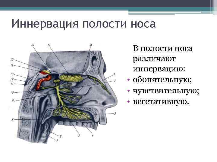 Обонятельной полостью носа является