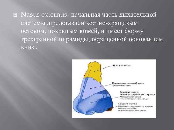  Nasus externus- начальная часть дыхательной системы , представлен костно-хрящевым остовом, покрытым кожей, и