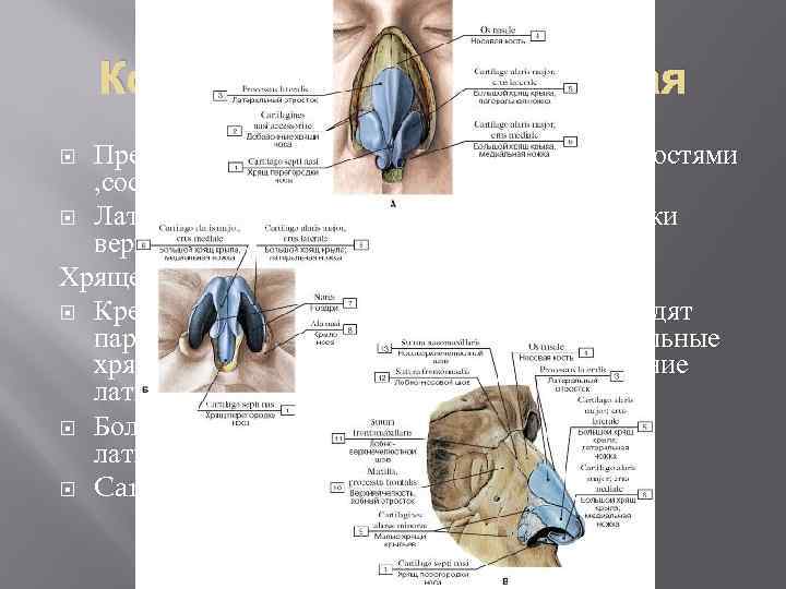 Костная часть и хрящавая Представлена парными плоскими носовыми костями , составляющих спинку носа. Латырально