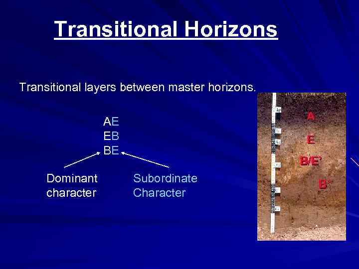 Transitional Horizons Transitional layers between master horizons. AE EB BE Dominant character Subordinate Character