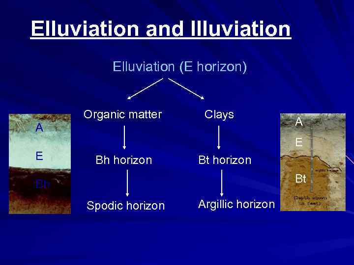 Elluviation and Illuviation Elluviation (E horizon) Organic matter Clays A A E E Bh