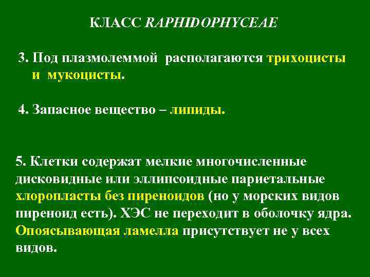 КЛАСС RAPHIDOPHYCEAE 3. Под плазмолеммой располагаются трихоцисты и мукоцисты. 4. Запасное вещество – липиды.