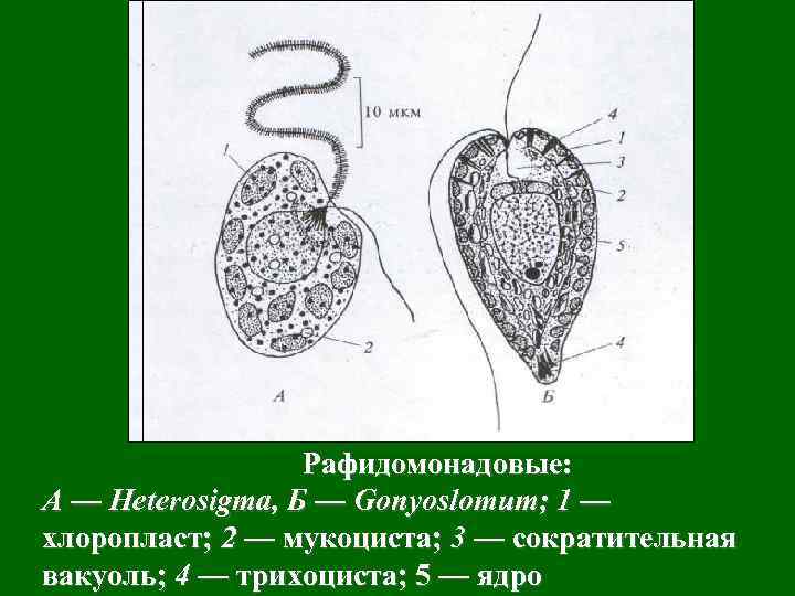 Рафидомонадовые: А — Heterosigma, Б — Gonyoslomum; 1 — хлоропласт; 2 — мукоциста; 3