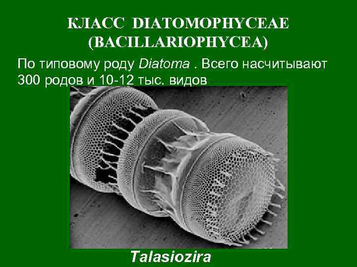 КЛАСС DIATOMOPHYCEAE (BACILLARIOPHYCEA) По типовому роду Diatoma. Всего насчитывают 300 родов и 10 -12