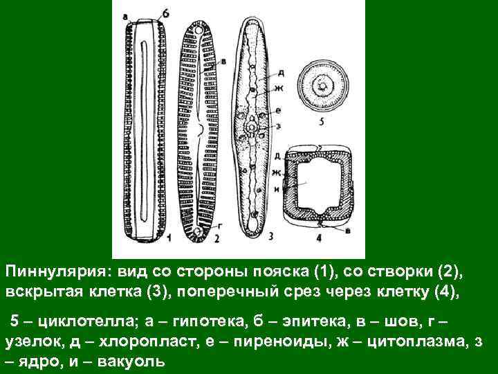 Пиннулярия: вид со стороны пояска (1), со створки (2), вскрытая клетка (3), поперечный срез