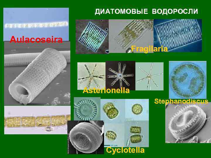 ДИАТОМОВЫЕ ВОДОРОСЛИ Aulacoseira Fragilaria Asterionella Stephanodiscus Cyclotella 