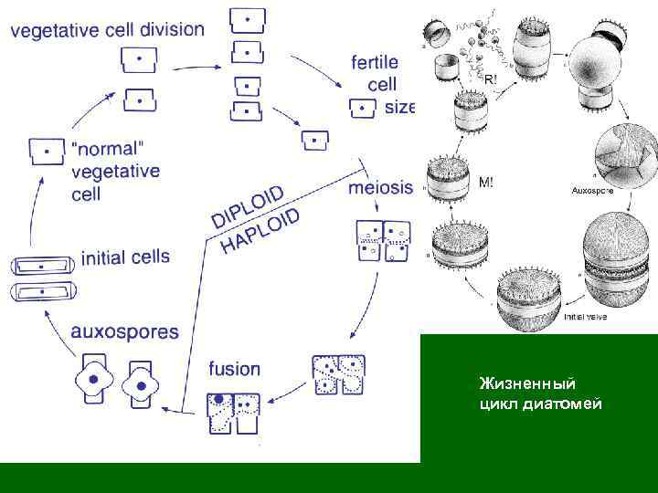 Жизненный цикл диатомей 