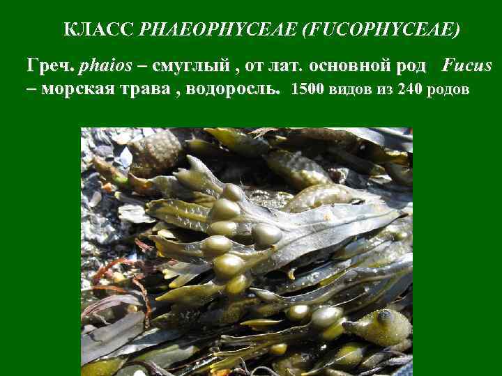 КЛАСС PHAEOPHYCEAE (FUCOPHYCEAE) Греч. phaios – смуглый , от лат. основной род Fucus –