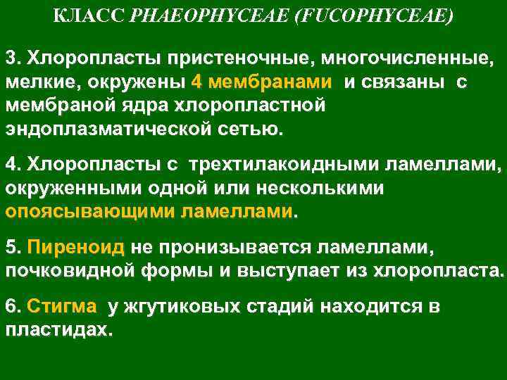 КЛАСС PHAEOPHYCEAE (FUCOPHYCEAE) 3. Хлоропласты пристеночные, многочисленные, мелкие, окружены 4 мембранами и связаны с