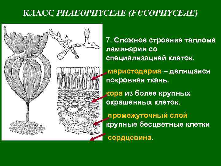 КЛАСС PHAEOPHYCEAE (FUCOPHYCEAE) 7. Сложное строение таллома ламинарии со специализацией клеток. меристодерма – делящаяся