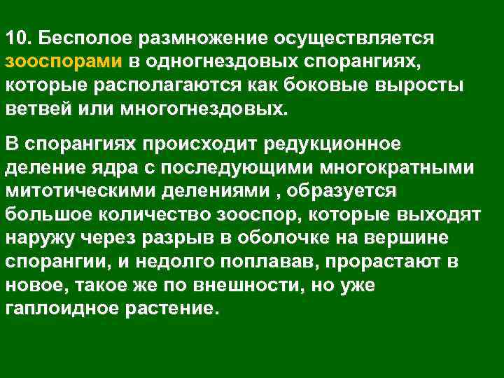 10. Бесполое размножение осуществляется зооспорами в одногнездовых спорангиях, которые располагаются как боковые выросты ветвей