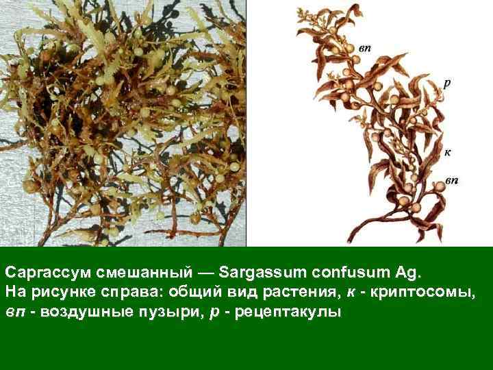 Саргассум смешанный — Sargassum confusum Ag. На рисунке справа: общий вид растения, к -