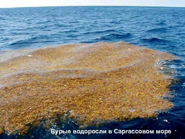 Бурые водоросли в Саргассовом море 