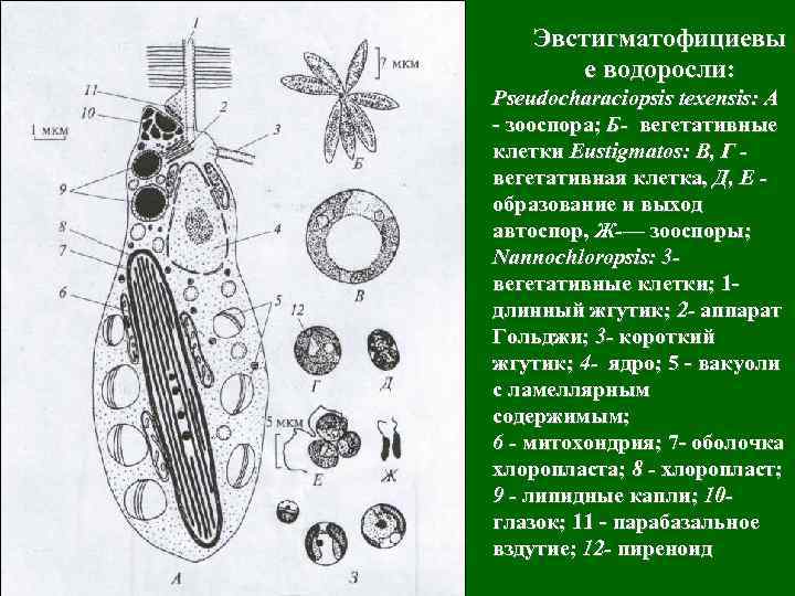 Эвстигматофициевы е водоросли: Pseudocharaciopsis texensis: A - зооспора; Б- вегетативные клетки Eustigmatos: В, Г