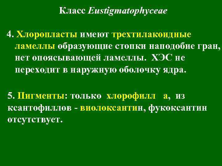 Класс Eustigmatophyceae 4. Хлоропласты имеют трехтилакоидные ламеллы образующие стопки наподобие гран, нет опоясывающей ламеллы.