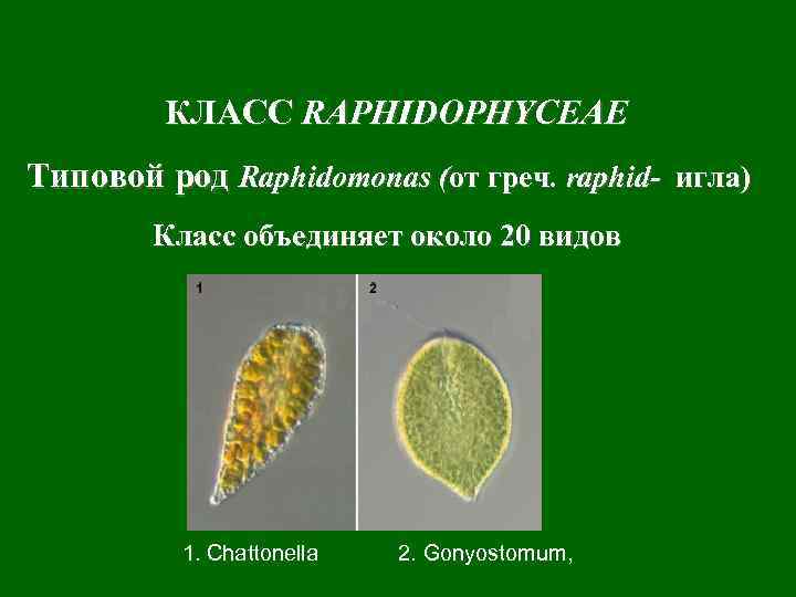 КЛАСС RAPHIDOPHYCEAE Типовой род Raphidomonas (от греч. raphid- игла) Класс объединяет около 20 видов