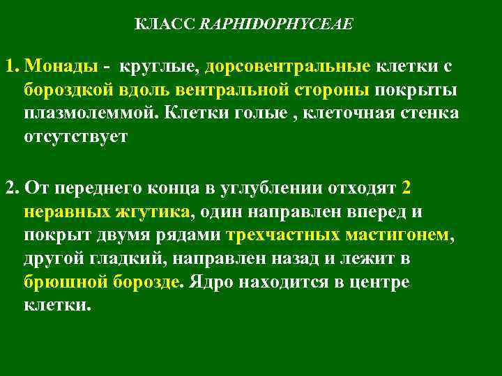 КЛАСС RAPHIDOPHYCEAE 1. Монады - круглые, дорсовентральные клетки с бороздкой вдоль вентральной стороны покрыты