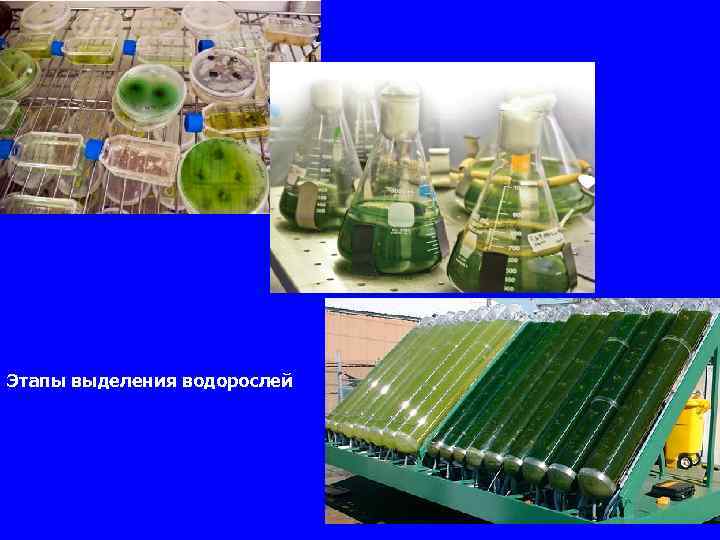 Этапы выделения водорослей 