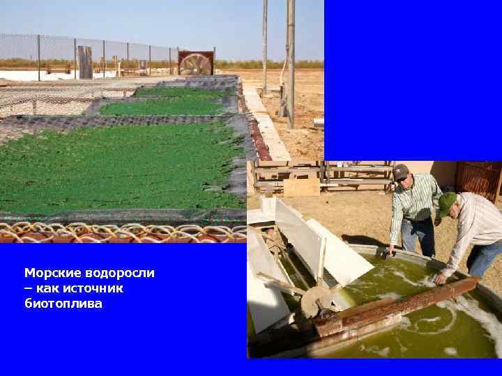 Морские водоросли – как источник биотоплива 