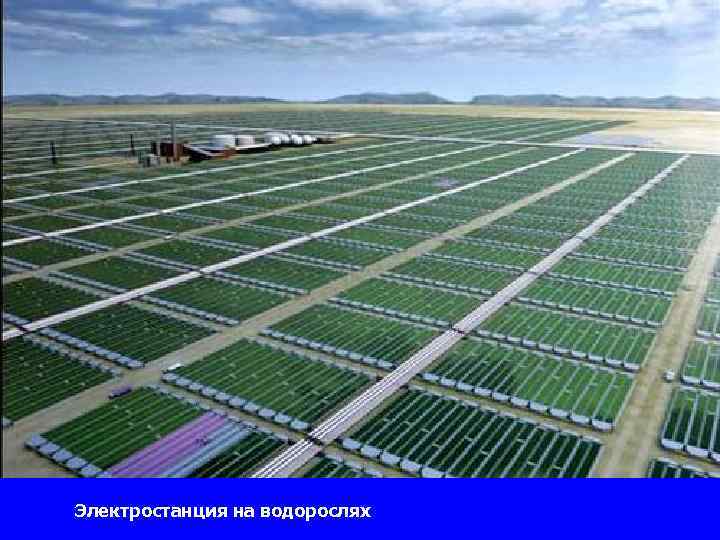 Электростанция на водорослях 