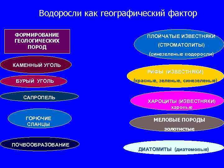 Водоросли как географический фактор ФОРМИРОВАНИЕ ГЕОЛОГИЧЕСКИХ ПОРОД ПЛОЙЧАТЫЕ ИЗВЕСТНЯКИ (СТРОМАТОЛИТЫ) (синезеленые водоросли) КАМЕННЫЙ УГОЛЬ