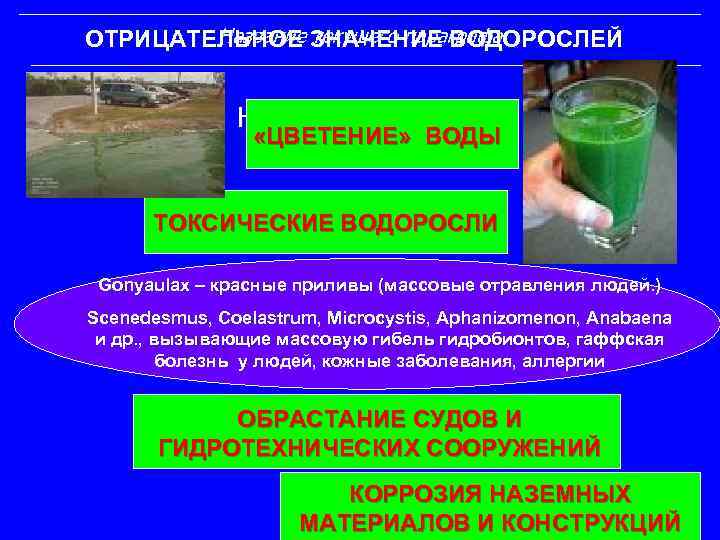 Схема значения водорослей