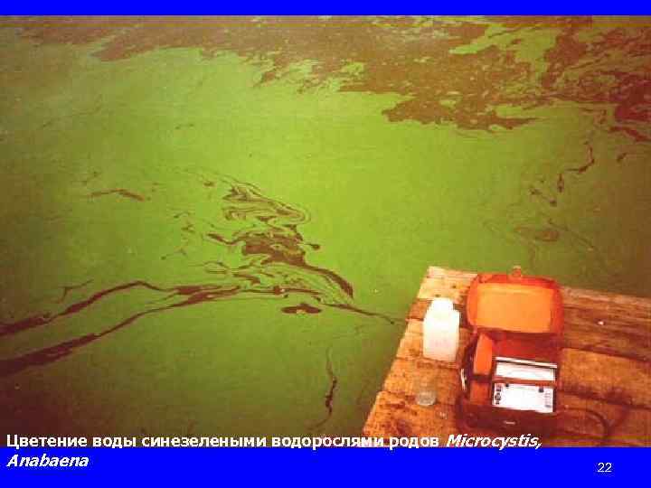 Цветение воды синезелеными водорослями родов Microcystis, Anabaena 22 