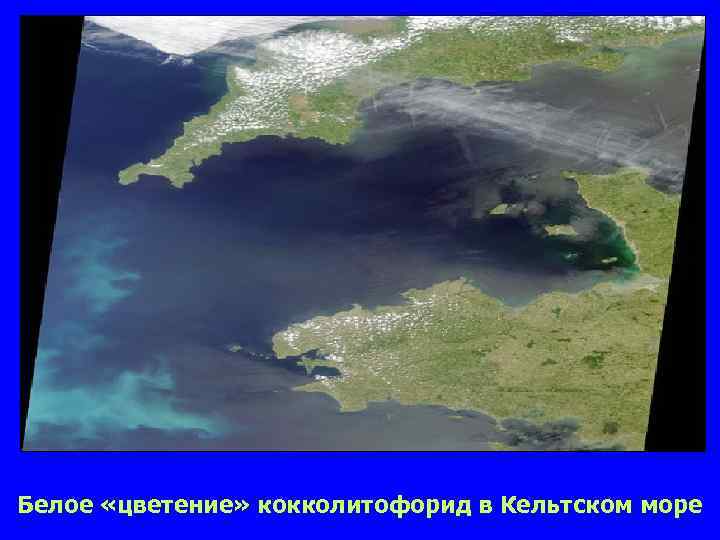 Белое «цветение» кокколитофорид в Кельтском море 