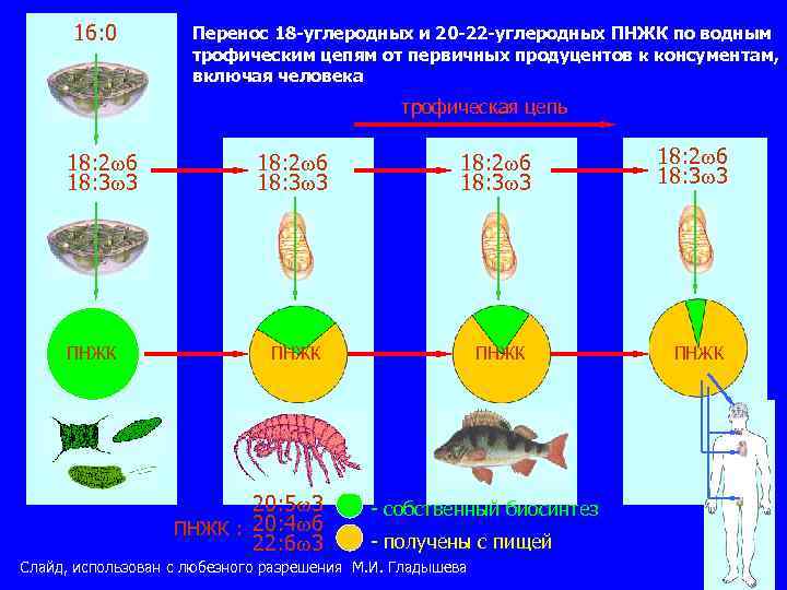 16: 0 Перенос 18 -углеродных и 20 -22 -углеродных ПНЖК по водным трофическим цепям