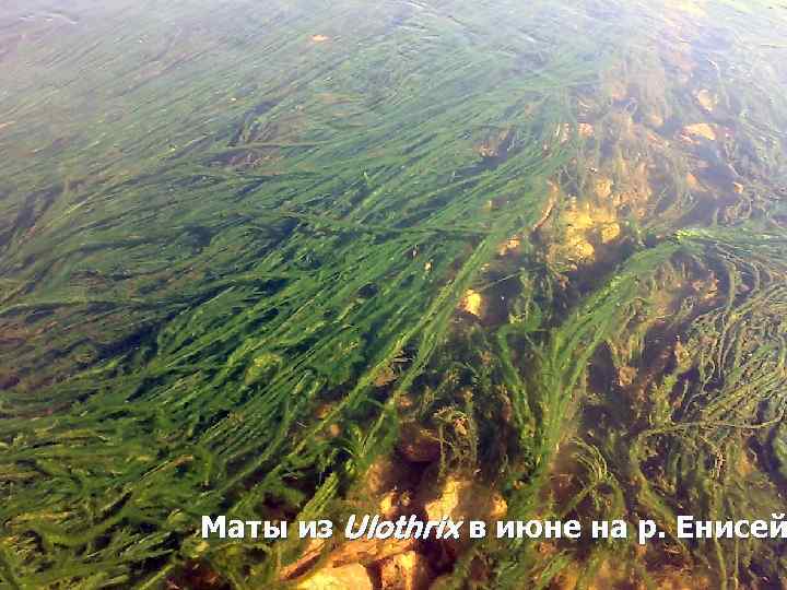 Маты из Ulothrix в июне на р. Енисей 5 
