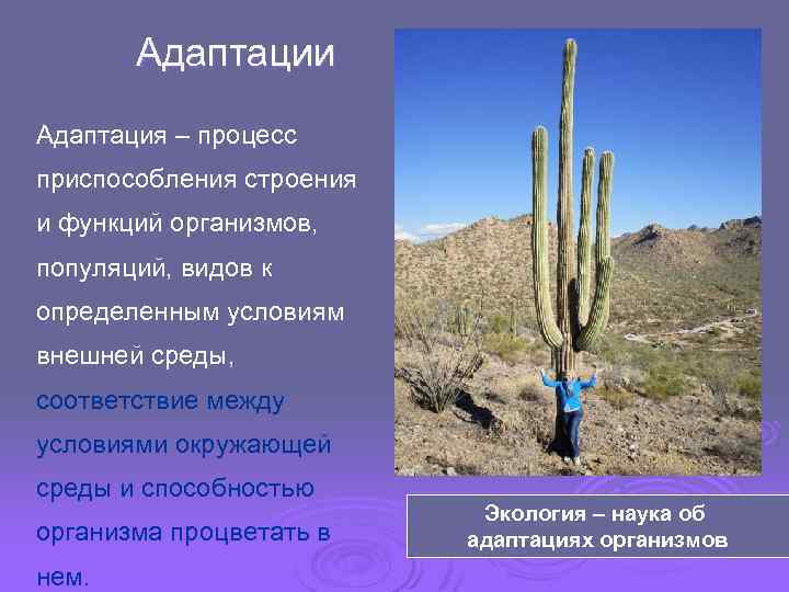 Адаптации Адаптация – процесс приспособления строения и функций организмов, популяций, видов к определенным условиям