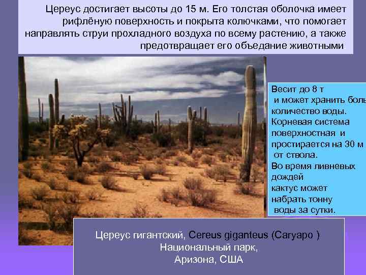 Цереус достигает высоты до 15 м. Его толстая оболочка имеет рифлёную поверхность и покрыта