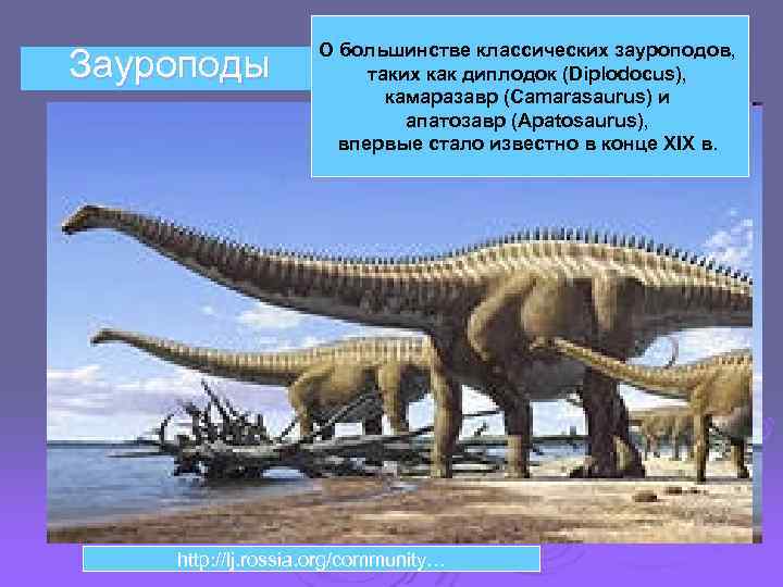Зауроподы О большинстве классических зауроподов, таких как диплодок (Diplodocus), камаразавр (Camarasaurus) и апатозавр (Apatosaurus),