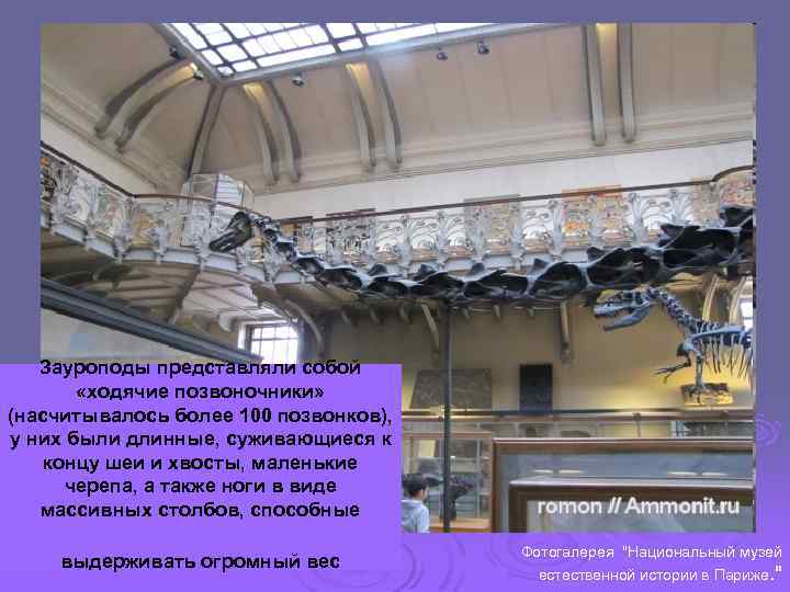 Зауроподы представляли собой «ходячие позвоночники» (насчитывалось более 100 позвонков), у них были длинные, суживающиеся