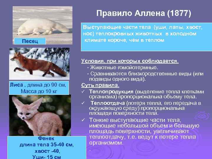 Правило Аллена (1877) Песец Лиса , длина до 90 см, Масса до 10 кг