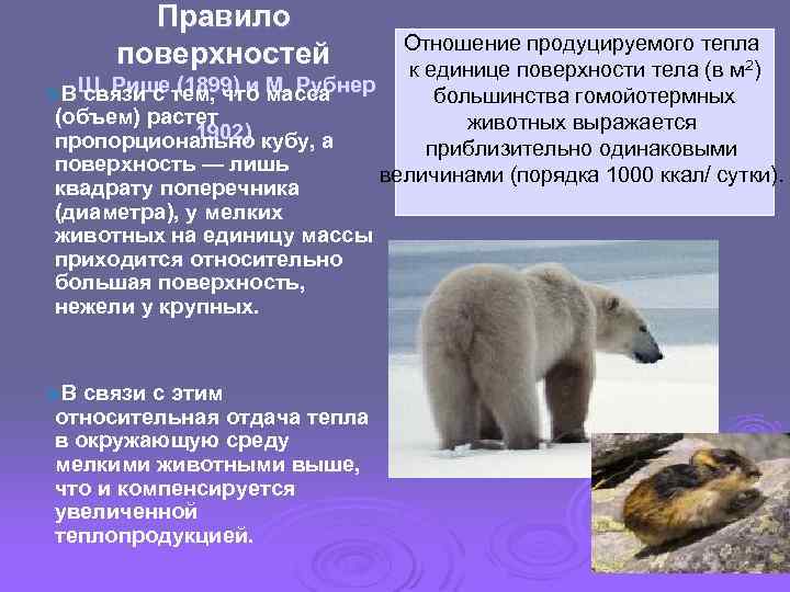 Правило поверхностей Отношение продуцируемого тепла к единице поверхности тела (в м 2) ØВШ. Ришетем,