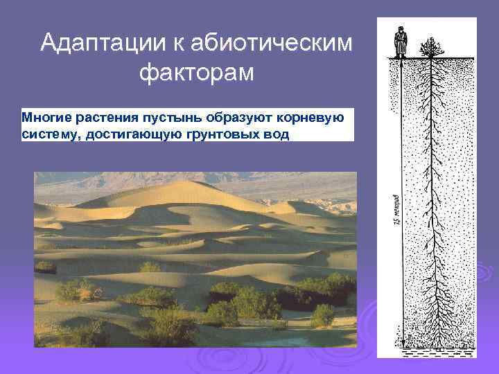 Адаптации к абиотическим факторам Многие растения пустынь образуют корневую систему, достигающую грунтовых вод 
