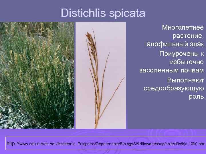Distichlis spicata Многолетнее растение, галофильный злак. Приурочены к избыточно засоленным почвам. Выполняют средообразующую роль.