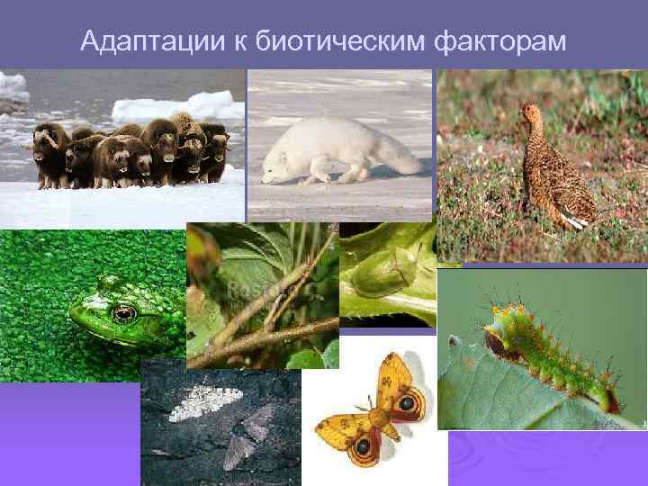 Адаптации к биотическим факторам 