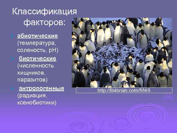 Соленость как абиотический фактор презентация естествознание