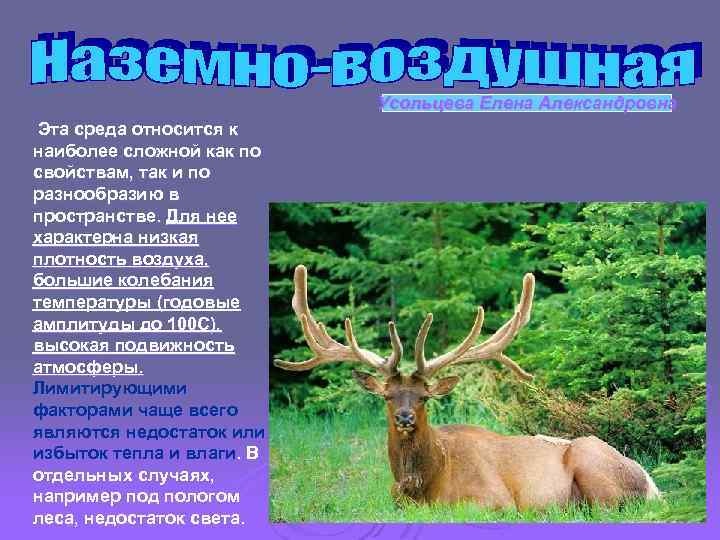 Усольцева Елена Александровна Эта среда относится к наиболее сложной как по свойствам, так и