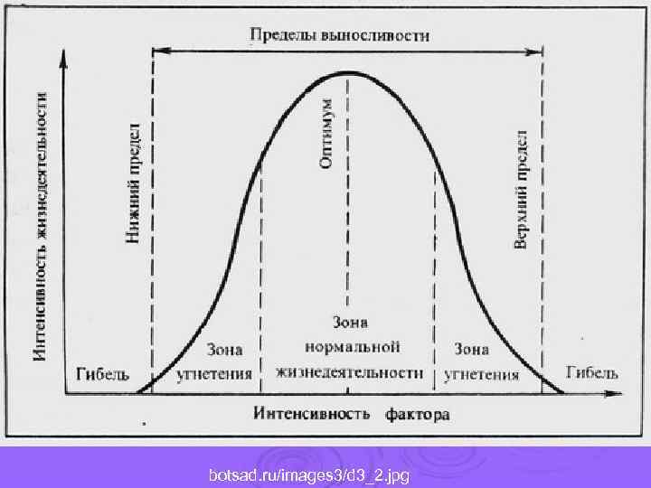 botsad. ru/images 3/d 3_2. jpg 