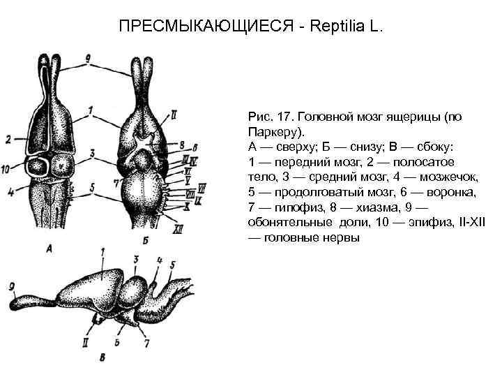 Схема головного мозга ящерицы